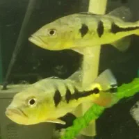 گله ۴ عددی پیکاک باس|ماهی|خرمآباد, |دیوار