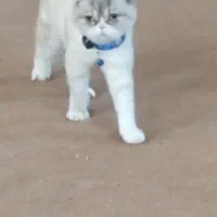 گربه اسکاتیش ماده