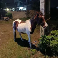 اسب ابلق|اسب و تجهیزات اسبسواری|اسالم, |دیوار