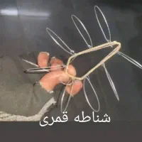 شناطه و تله|ماهیگیری|گنبد کاووس, |دیوار