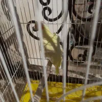 دوجفت عروس هلندی