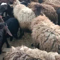 میش|حیوانات مزرعه|زنجان, |دیوار