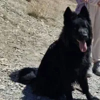 توله ژرمن|سگ|شازند, |دیوار