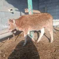 دو عدد گوساله ی محلی|حیوانات مزرعه|بندر ترکمن, |دیوار