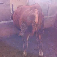 گاو|حیوانات مزرعه|سراجو, |دیوار