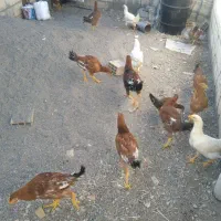 خروس لاری مرغ لاری نیمچه|حیوانات مزرعه|تربتحیدریه, حسنی بالا|دیوار