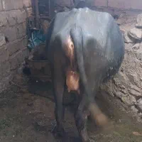 گتوند|حیوانات مزرعه|گتوند, |دیوار