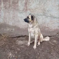 سرابی دوساله مخصوص گله