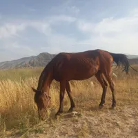 اسب فروشی