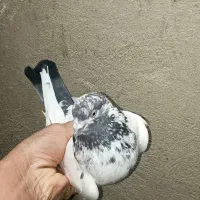 کله دمسبز
