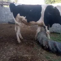 جلب|حیوانات مزرعه|فاریاب, |دیوار