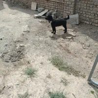 سگ نرو ماده