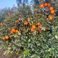 پرتقال تامسون