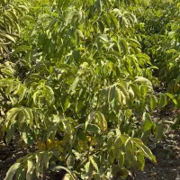 نهال چندلر سلطان گردوهای پربار|خدمات باغبانی و درختکاری|سنندج, |دیوار