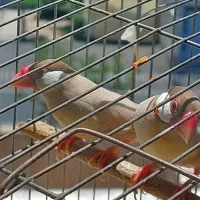 فنچ نرگسی شکلاتی با۳ عدد جوجه|پرنده|فردیس, قریشی|دیوار