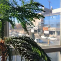 پردیس-فروش-زمین-250-متر-فاز-8-سند-تک-برگ