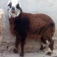 بره ماده|حیوانات مزرعه|هندیجان, |دیوار