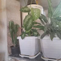 فروش گل|گل و گیاه طبیعی|یاسوج, |دیوار