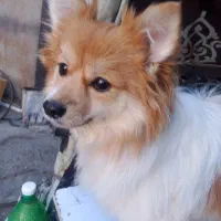 سگ پامر