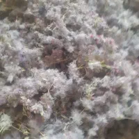 چای کوهی.|کلکسیون و سرگرمی|کرمانشاه, |دیوار