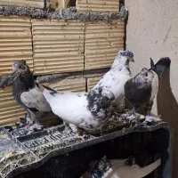 کفتر کلدم سبز کاکلی|پرنده|قم, کیوانفر|دیوار