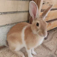 خرگوش و بچه خرگوش