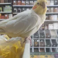 عروس هلندی گمشده|پرنده|مشهد, حجت|دیوار