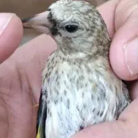 سهره