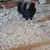 مرغ و خروس مینیاتوری|حیوانات مزرعه|ماهدشت, |دیوار