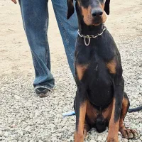 دوبرمن اروپایی نر پوست چرمی