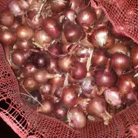 پیاز قرمز  سایز کوچک|عمده‌فروشی|روانسر, |دیوار