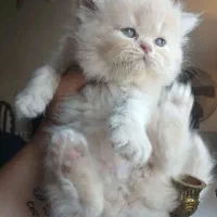 گربه پرشین دوماهه شجره دار