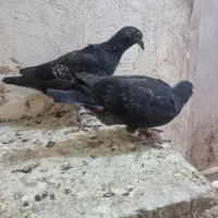 نر گرگی|پرنده|صابری, |دیوار