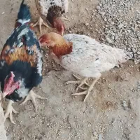 مرغ و خروس|حیوانات مزرعه|نیمروز, |دیوار