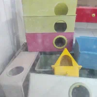 لانه مرغ عشق تعداد