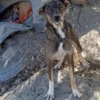 واگزاری سگ|سگ|صالح آباد (ایلام), |دیوار