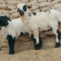 دوتا.برع چاق یک نر یک ماده