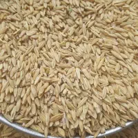 فروش جو تمیز و کاملا مناسب جهت بذر