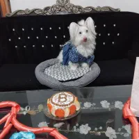 سگ پاپی پا کوتاه