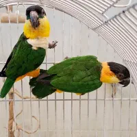 جفت طوطی کایک سرسیاه بالغ و آماده تکثیر