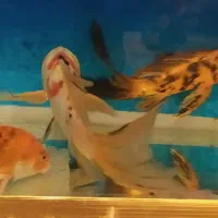 کوی مولد فول سایز