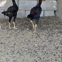 خروس لاری|حیوانات مزرعه|کوخرد هرنگ, |دیوار