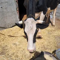 گوساله
