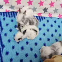 خرگوش|موش و خرگوش|میبد, |دیوار