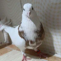 کبوتر