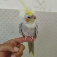 عروسی هلندی اهوی|پرنده|تربت‌حیدریه, ترمینال|دیوار