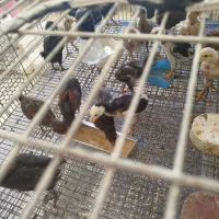 جوجه مرغ رسمی