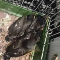 جوجه مینا کرج