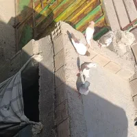 2000000|پرنده|دهدشت, |دیوار