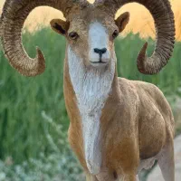 مجسمه قوچ اوریال